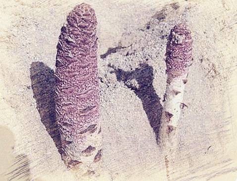 讲真的,论情趣工具还是古代人玩得花!插图3