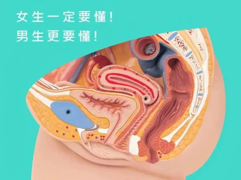 一定要懂！图解G点与其他的性奋点！缩略图