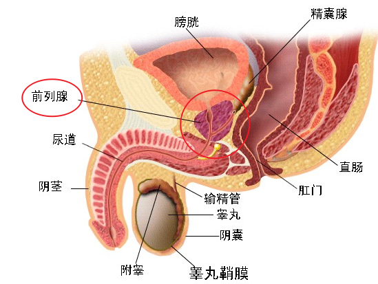 前列腺是什么？每个男生都该了解的常识！缩略图